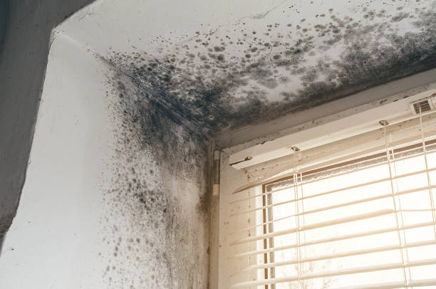 Trusted Attic Mold Removal service in Jenison, MI - Cheap Mold Removal